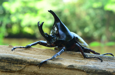 Male Siamese rhinoceros beetle, Xylotrupes gideon