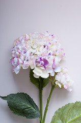 Pink hydrangea of artificial flower.