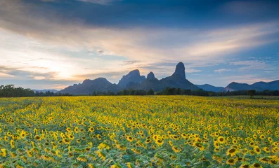 Foto auf Acrylglas Sonnenblume Schönes Sonnenblumenfeld