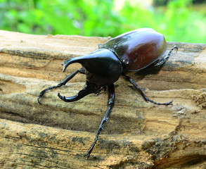 Male Siamese rhinoceros beetle, Xylotrupes gideon