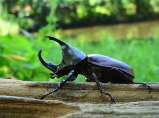 Male Siamese rhinoceros beetle, Xylotrupes gideon
