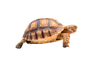 turtle on white background