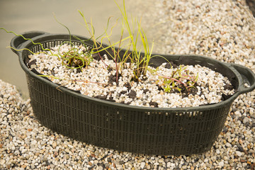 Planting water plants