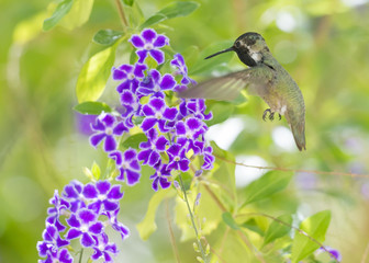 Costa's Hummingbird in flight at a purple flower