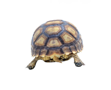 turtle on white background