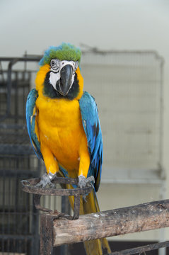 Macaw.