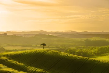 Foto op Plexiglas Italy. Tuscany. Rural landscape at dawn © vesta48