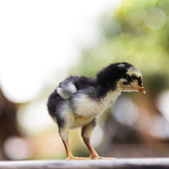 Chick