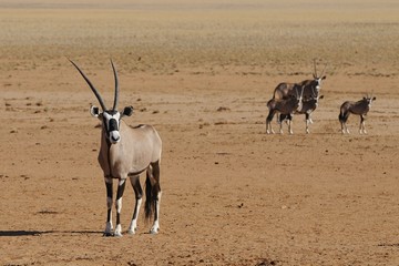 Oryxantilope (oryx gazella) in den Tirasbergen