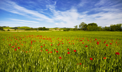 Italy. Rural landscape with poppies