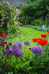 Idyllischer Garten mit Zierlauch und Mohnblumen