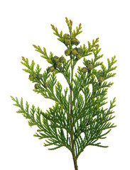 thuja branch with tiny cones on white background