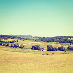 Fototapeta premium Horses