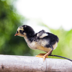 Chick