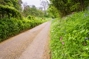 Fototapeta na wymiar Country road with wildflowers