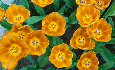 Obraz na płótnie Canvas golden tulips