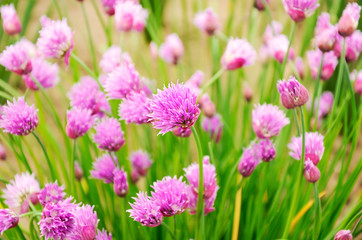 purple flowers in the meadow