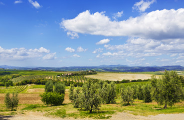 Fototapeta na wymiar Italy. Tuscany. Olive plantations