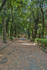 viale alberato