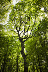 tree in a green forest in summer