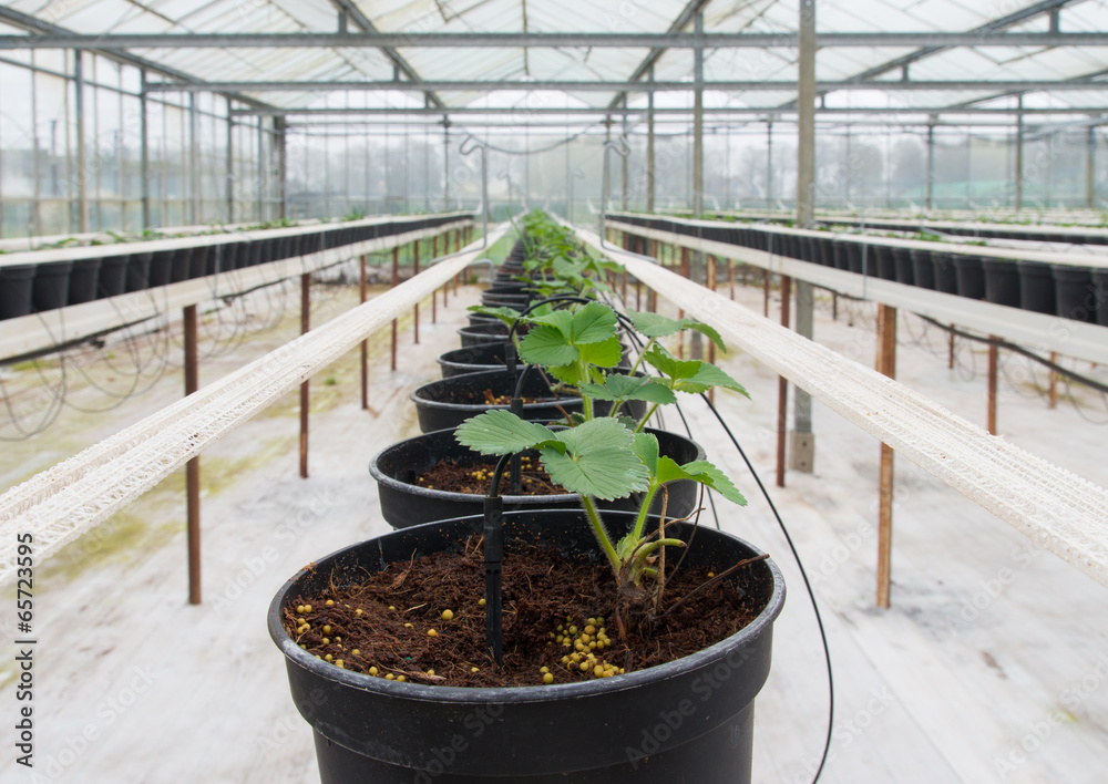 Poster young plants in greenhouse