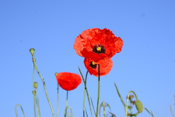 red poppies on a background of blue, clear sky
