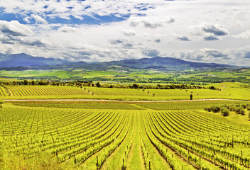 Fototapeta na wymiar Italy. Vineyards of Tuscany