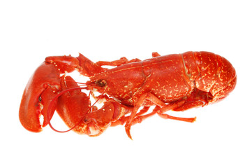 Lobster