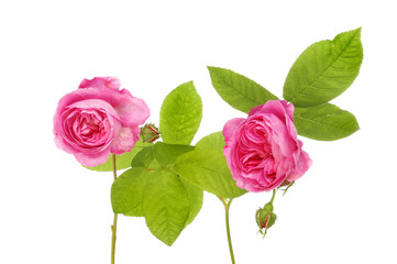 Naklejka premium Two roses