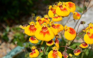 Calceolaria flowers