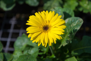 yellow gerbera flower