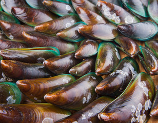 Close up view of a group of mussel