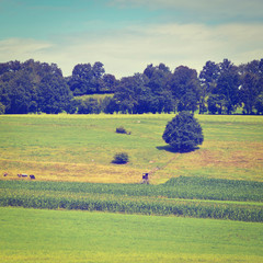 Corn Field