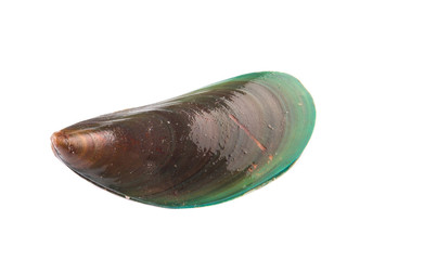 A mussel over white background