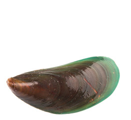 A mussel over white background