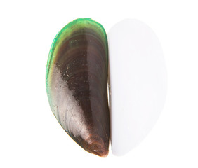 A mussel over white background