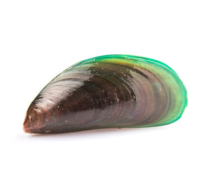 A mussel over white background