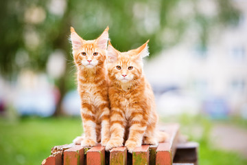 two red maine coon kittens © otsphoto