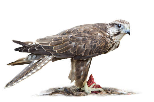 Saker falcon on white background