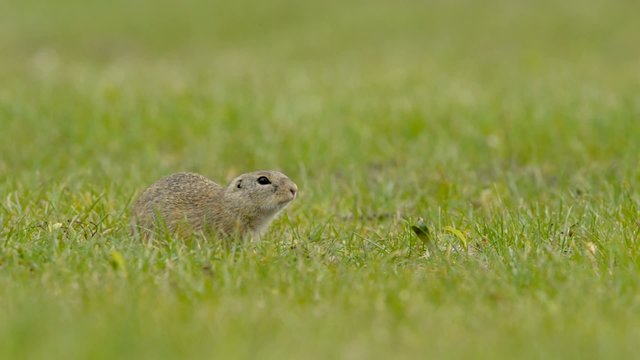 Ziesel, European ground squirrel, Spermophilus citellus