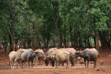 Obraz premium buffaloes and calfs in the forest