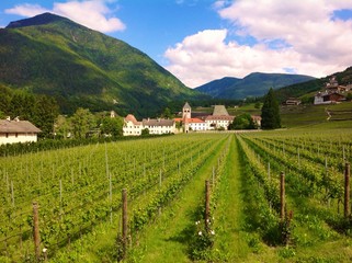 Fototapeta na wymiar vineyard in Novacella, South Tyrol