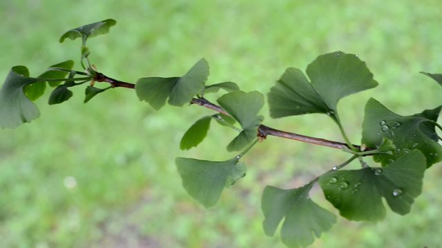 a little tree of ginkgo, panning