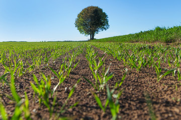 Obraz premium Green wheat field.