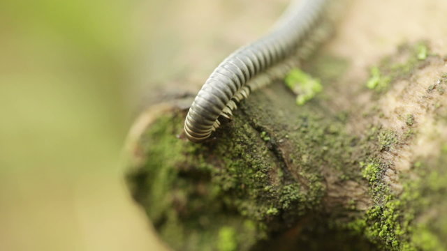 Millipede on tree