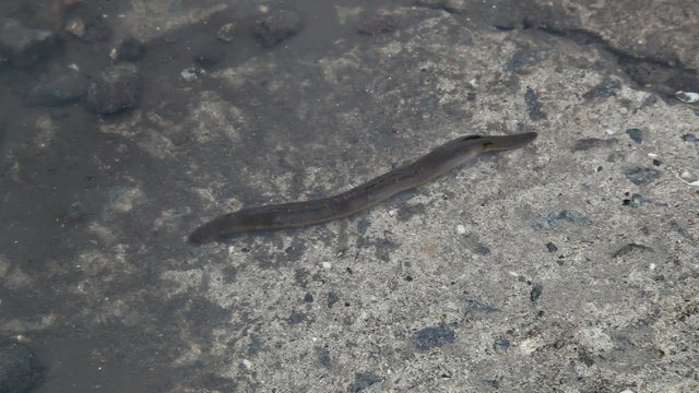 leeches swim in a pool