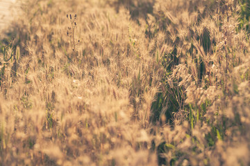 Yellow dry grass at sunset
