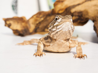 Zwergbartagame