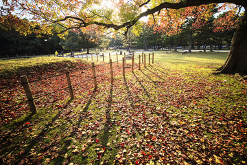 Deer in Nara, Japan, at fall