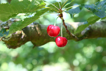 Kirschen - Cherries